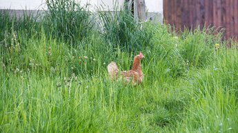 Huhn im Gras auf unserem Hof | © Private